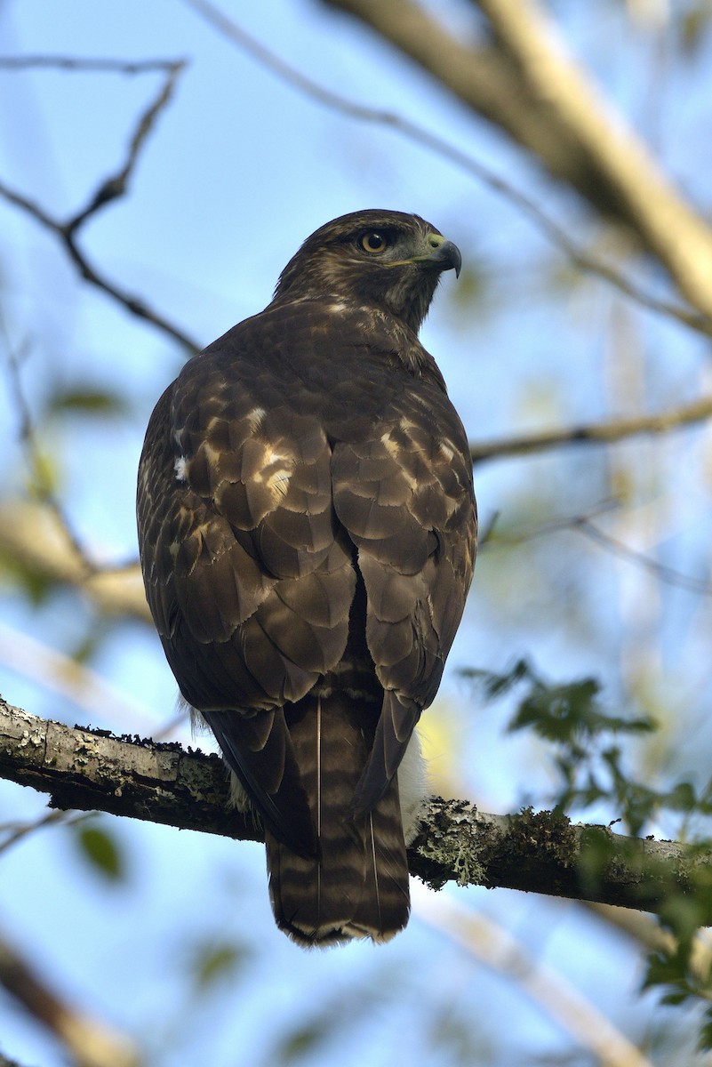 Red-tailed Hawk - ML605157751