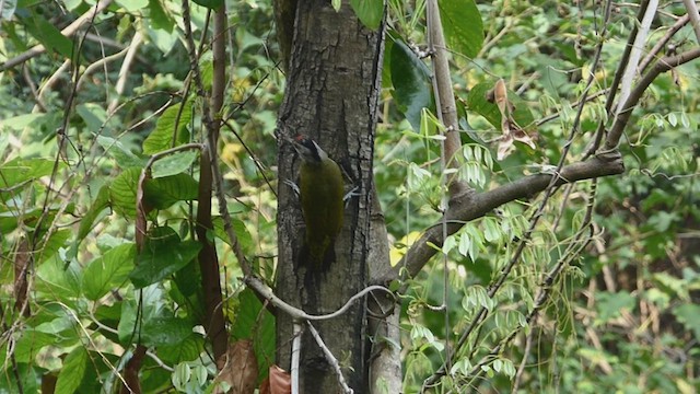 Gray-headed Woodpecker - ML605159571