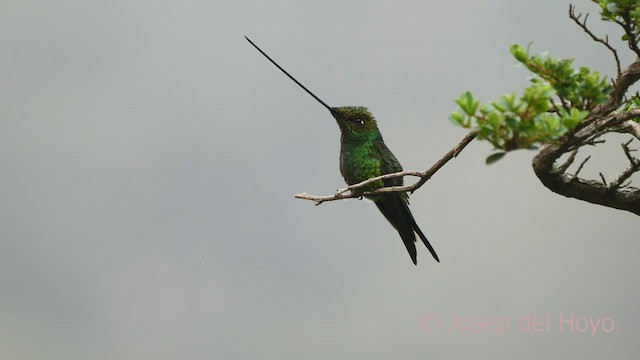 Sword-billed Hummingbird - ML605161251