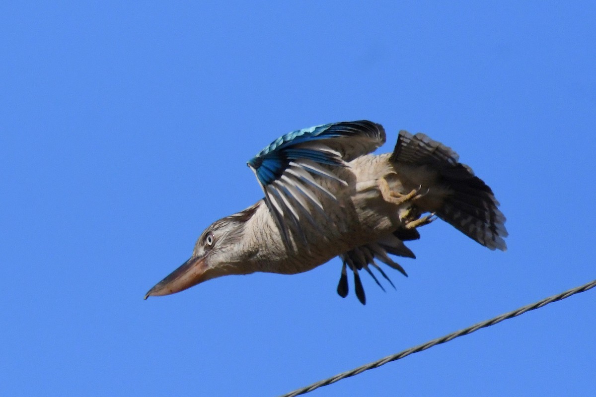 Blue-winged Kookaburra - Wayne Schulz