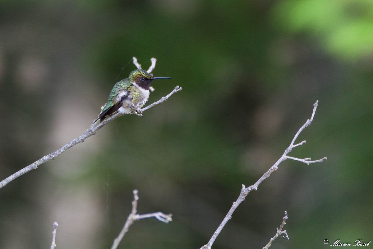 Ruby-throated Hummingbird - Miriam Baril