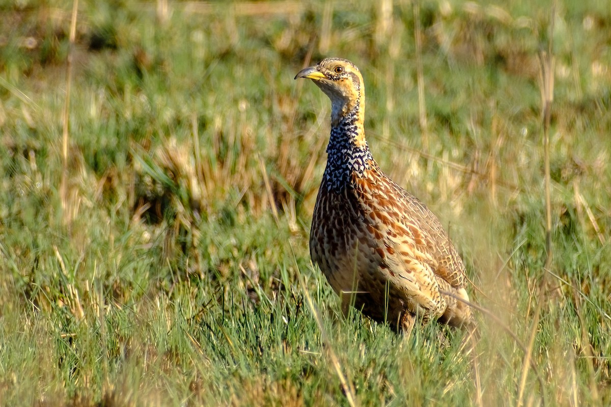 Red-winged Francolin - Andrew Black