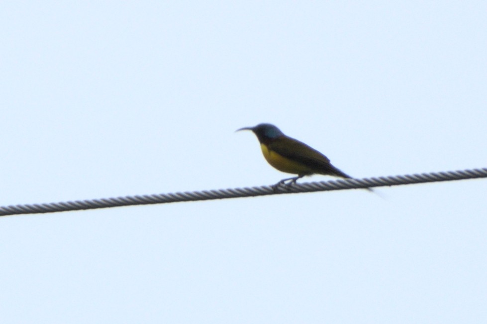 Green-tailed Sunbird - ML605169111