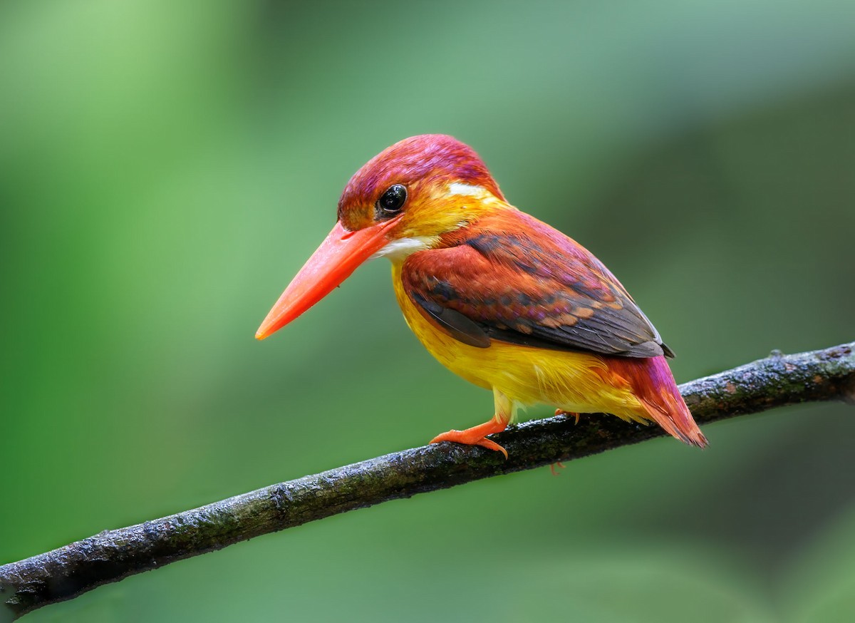 Rufous-backed Dwarf-Kingfisher - Saravanan Krishnamurthy