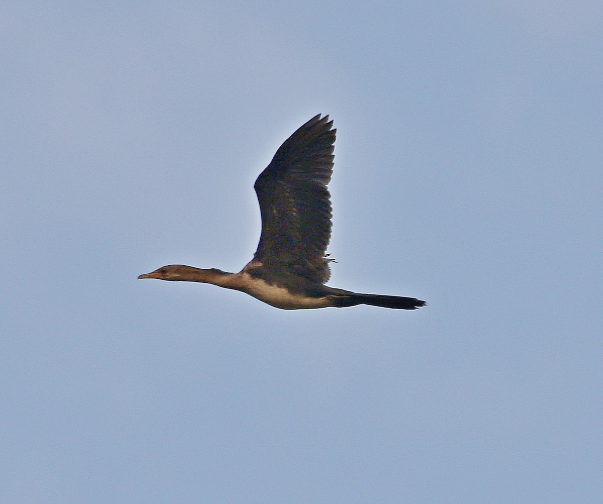 Long-tailed Cormorant - ML605174391