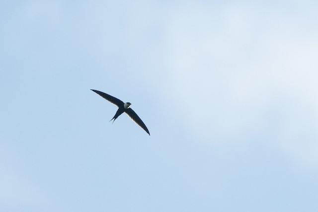 Great Swallow-tailed Swift