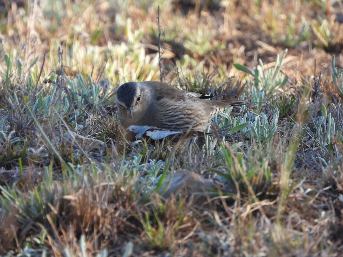 Ebird Australia Checklist Aug Capertee Valley Birdwatching Site Species