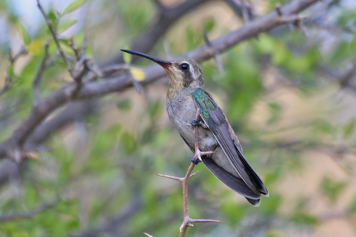 Broad-billed Hummingbird - Richard Fray