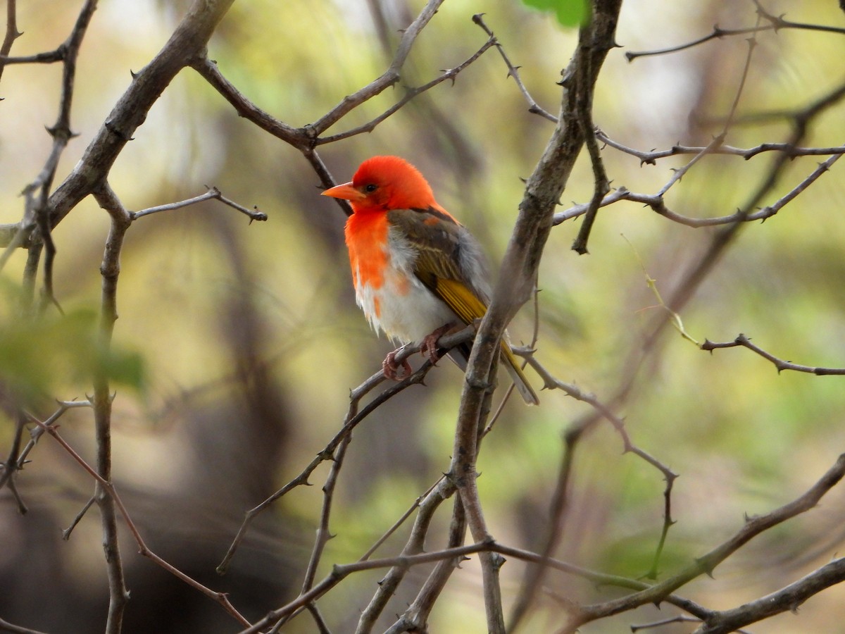 Red-headed Weaver (Southern) - ML605180581