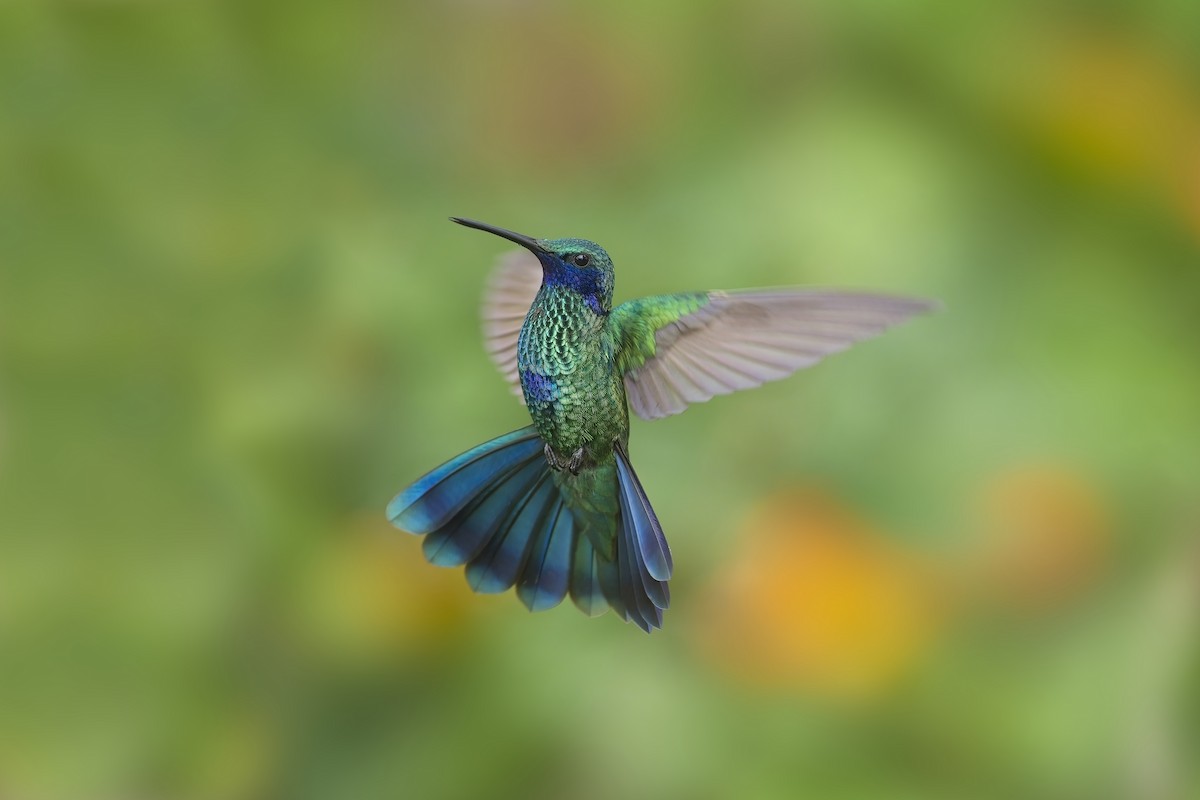 kolibřík modrolící - ML605181551