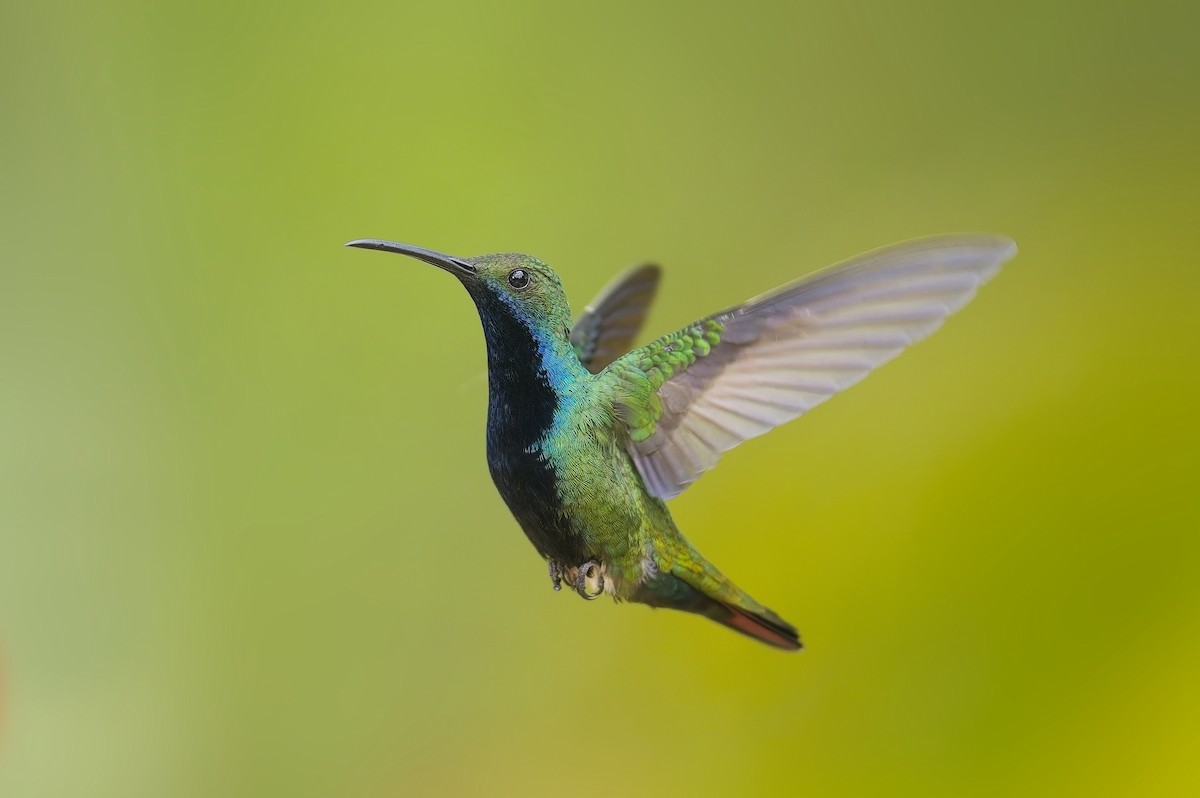 kolibřík tropický - ML605181651