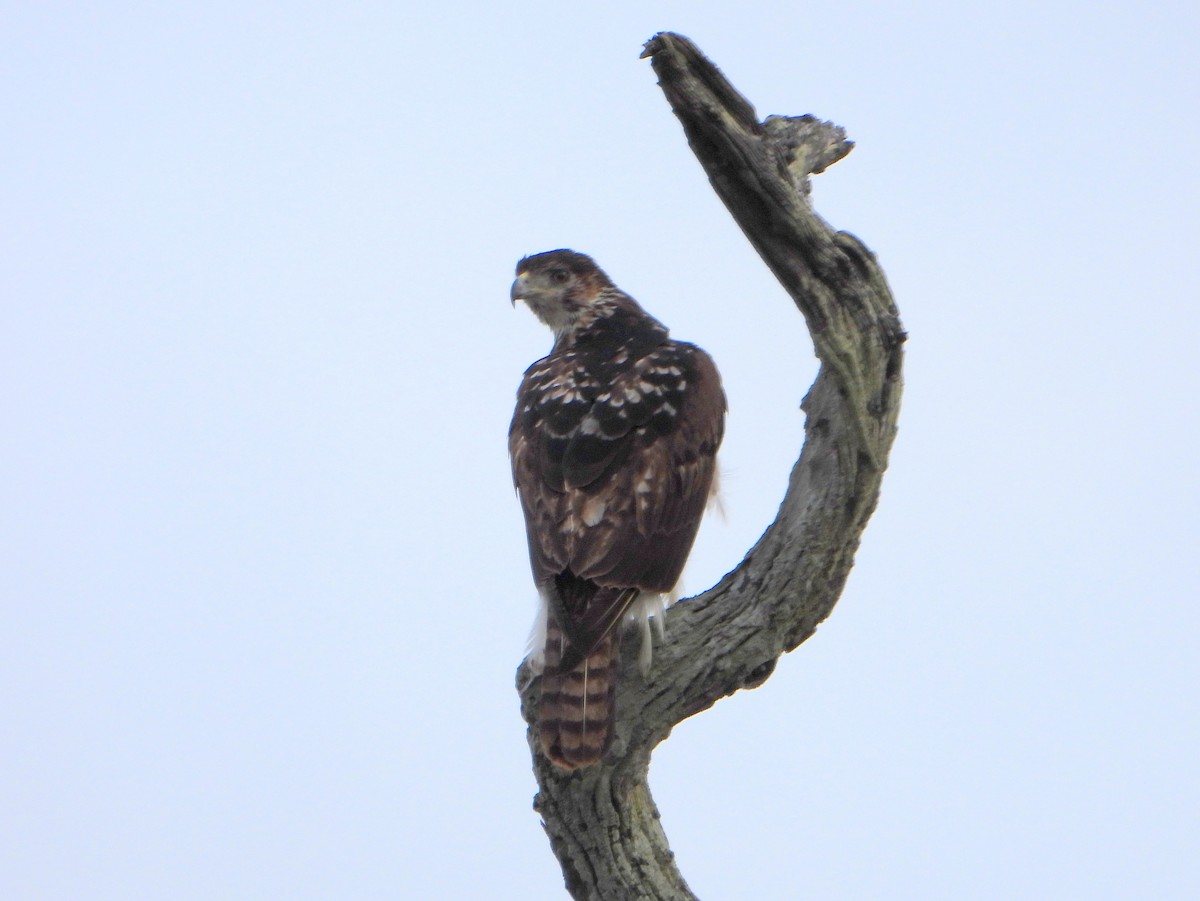 African Hawk-Eagle - ML605183401
