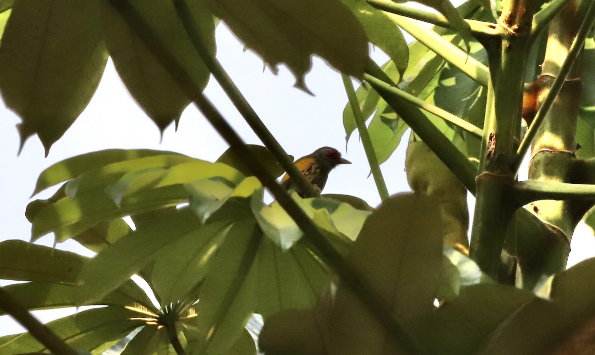 African Piculet - ML605186291