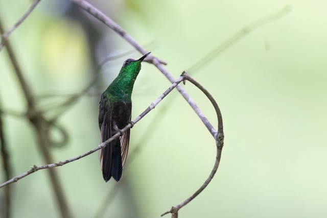 Mexican Woodnymph