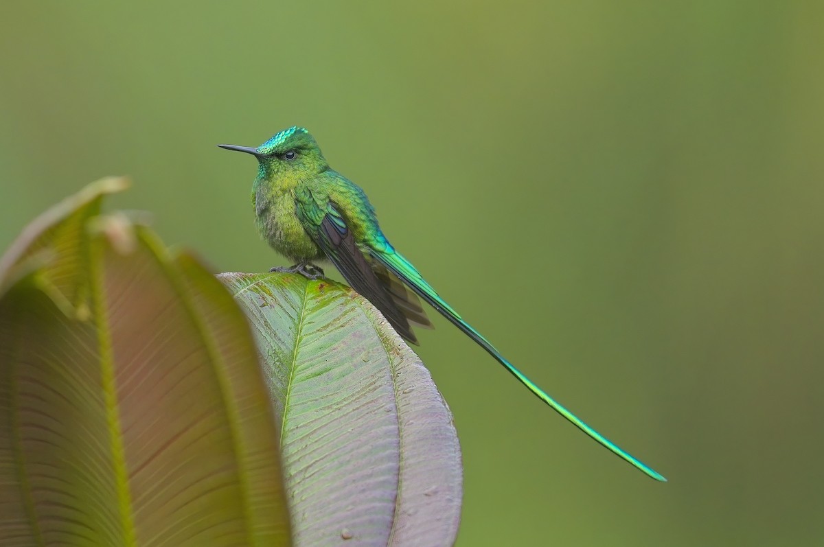Long-tailed Sylph - ML605187761