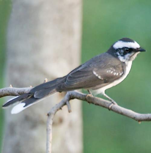 White-browed Fantail - ML605191621
