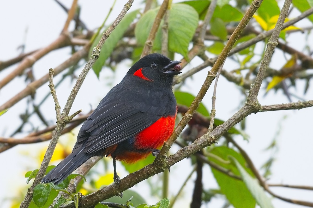 Scarlet-bellied Mountain Tanager - ML605192431