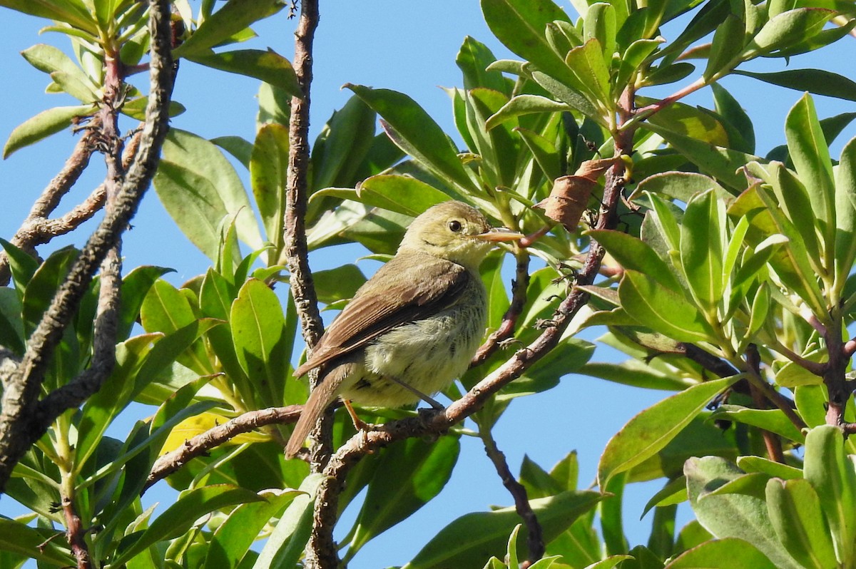 Melodious Warbler - ML605192501