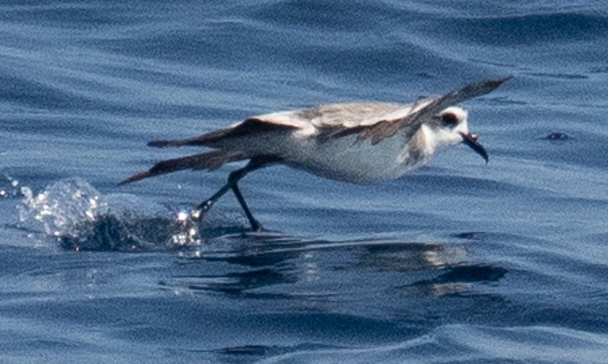White-faced Storm-Petrel - ML605194101