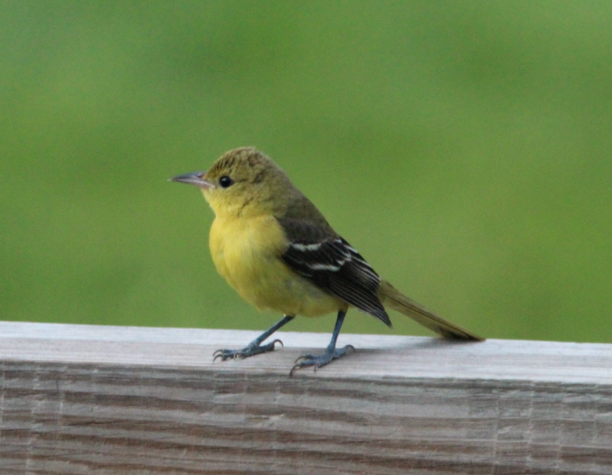Orchard Oriole - ML605194991
