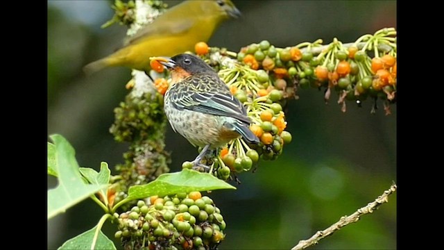Rufous-throated Tanager - ML605195381