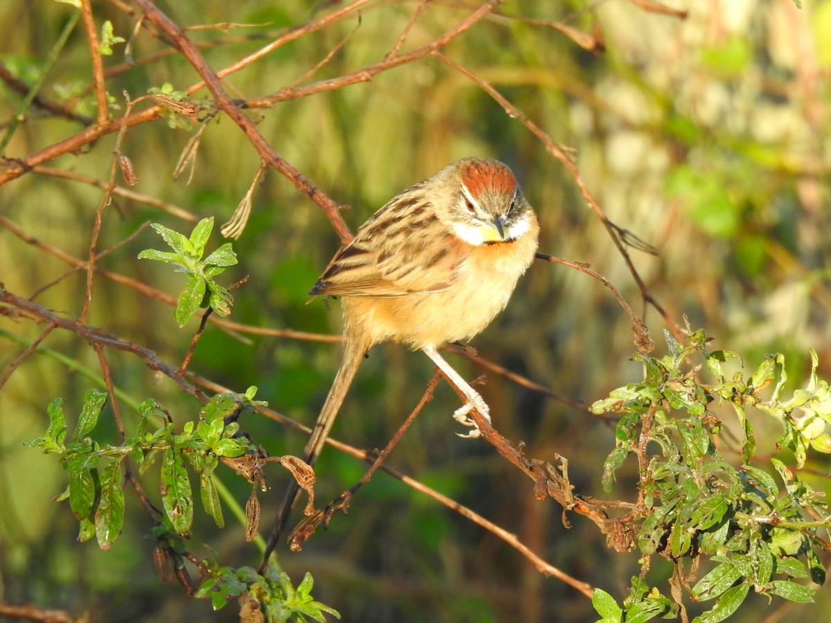 Chotoy Spinetail - ML605196541