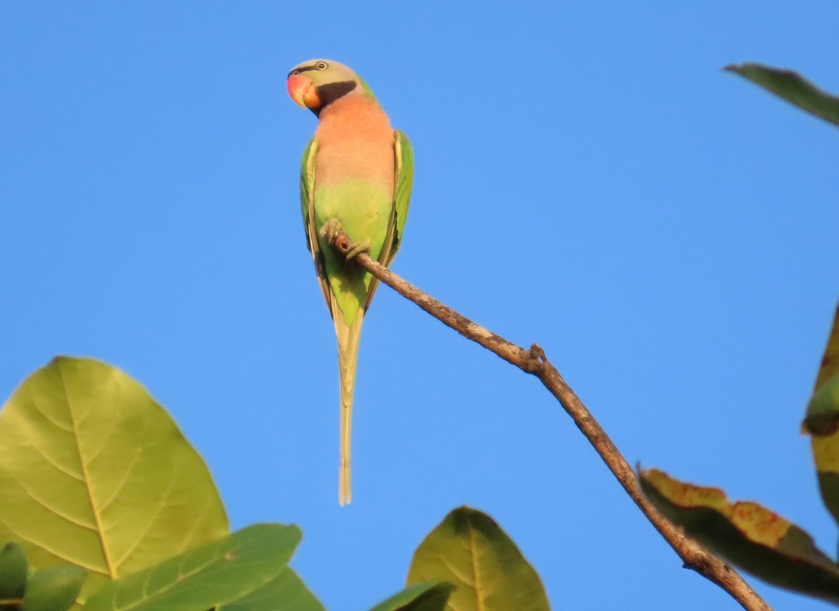 Red-breasted Parakeet - ML605196561