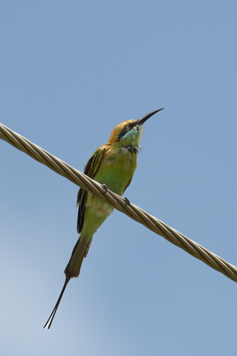 Asian Green Bee-eater - ML605197311