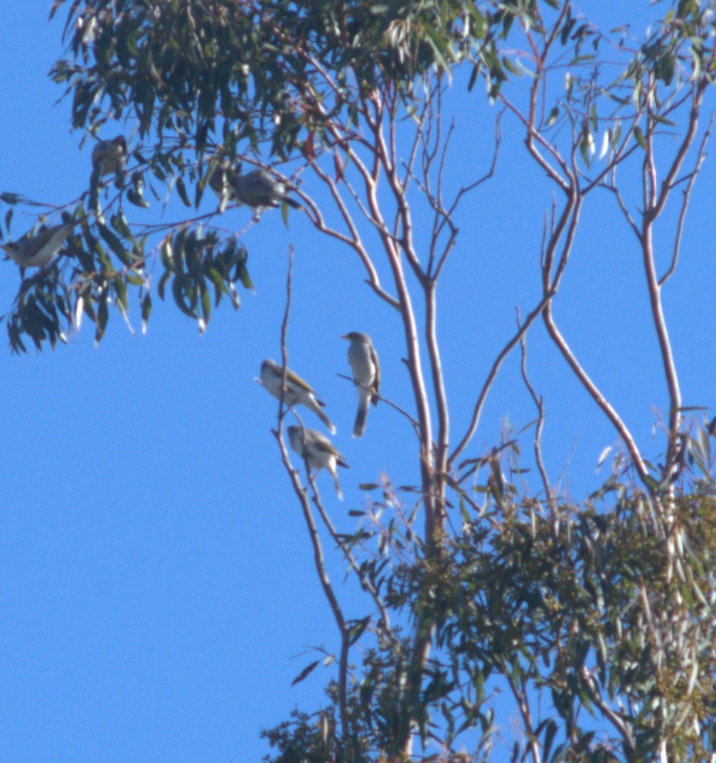 eBird Checklist 19 Aug 2023 2 Green Street, Bourke, New South Wales