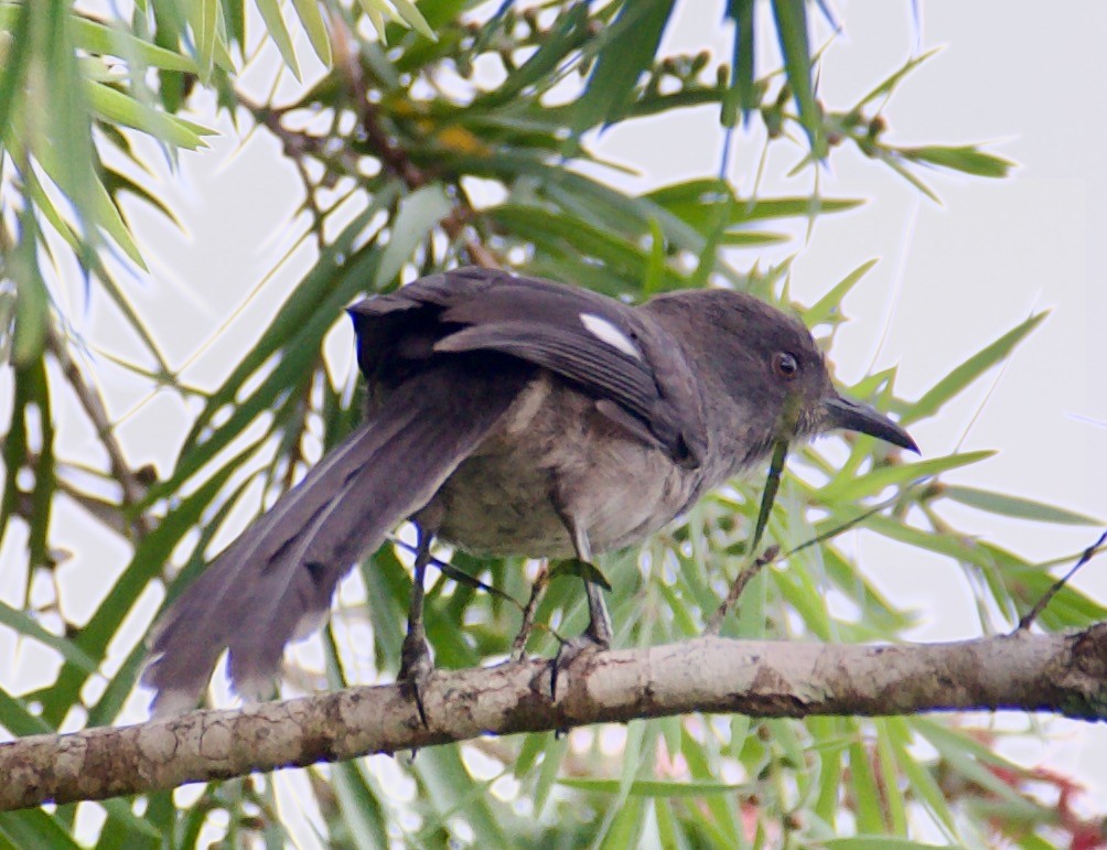 Long-tailed Sibia - ML605199711