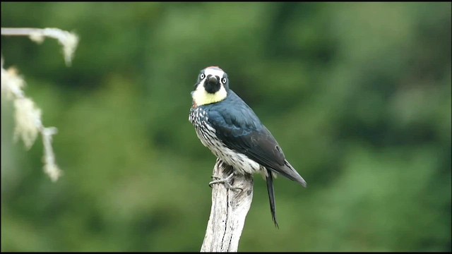 Acorn Woodpecker - ML605200021