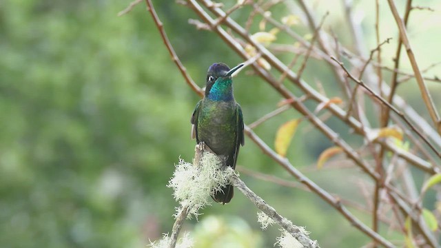 Talamanca Hummingbird - ML605200441