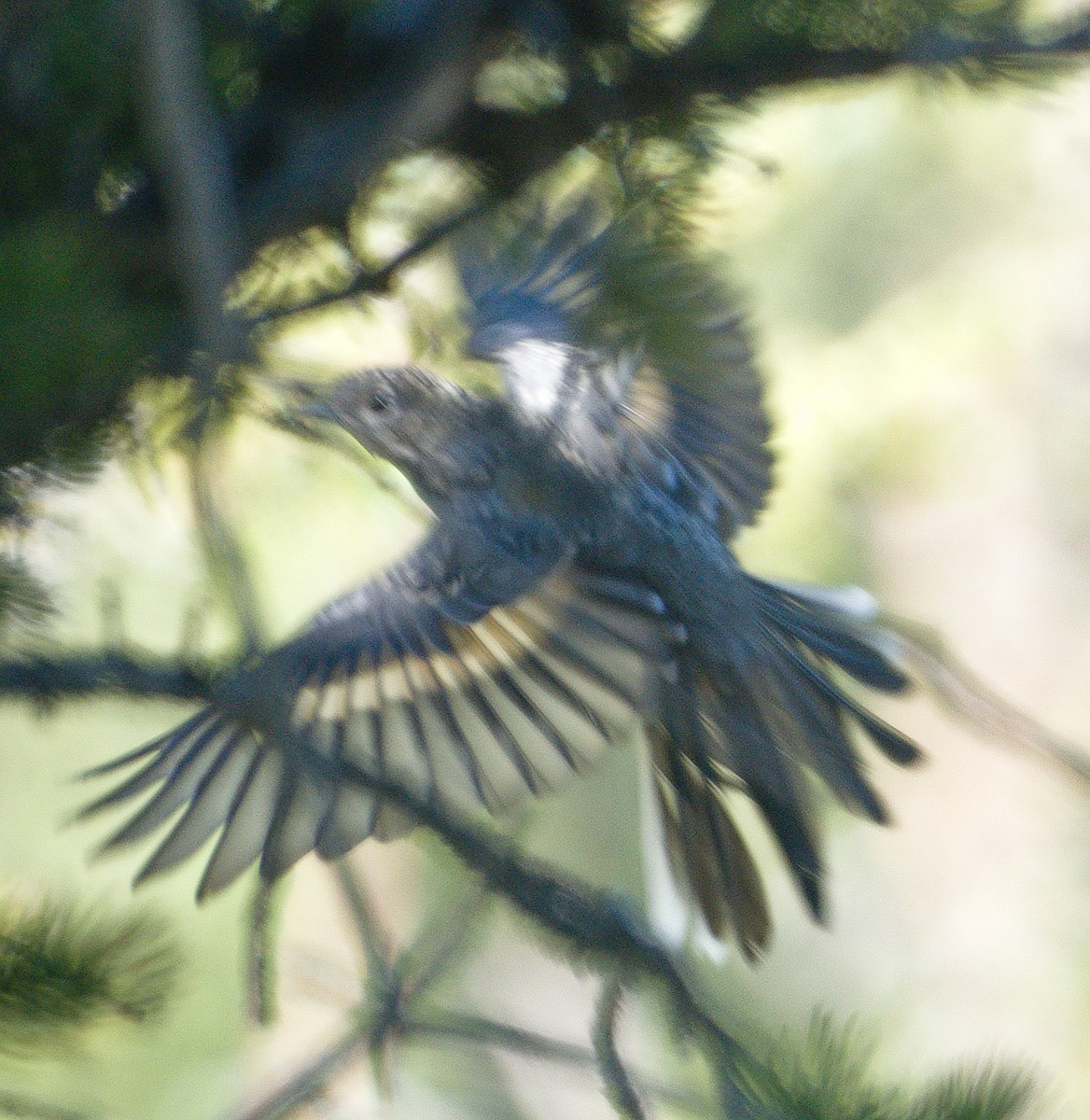 Townsend's Solitaire - ML605201051