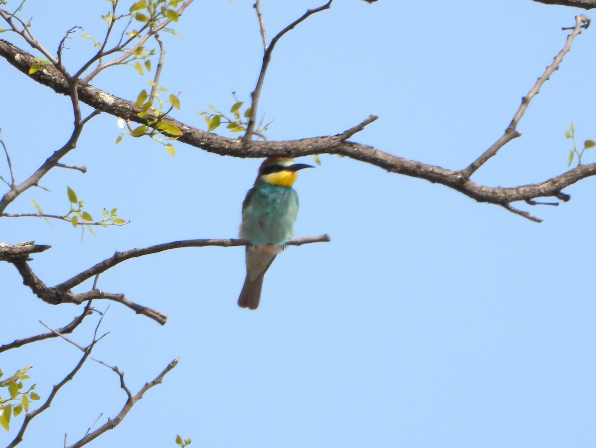 European Bee-eater - ML605202281