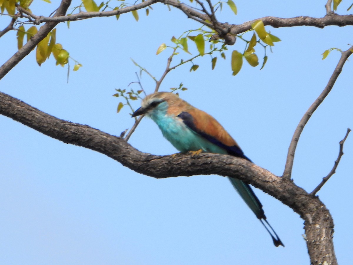 Racket-tailed Roller - ML605202531