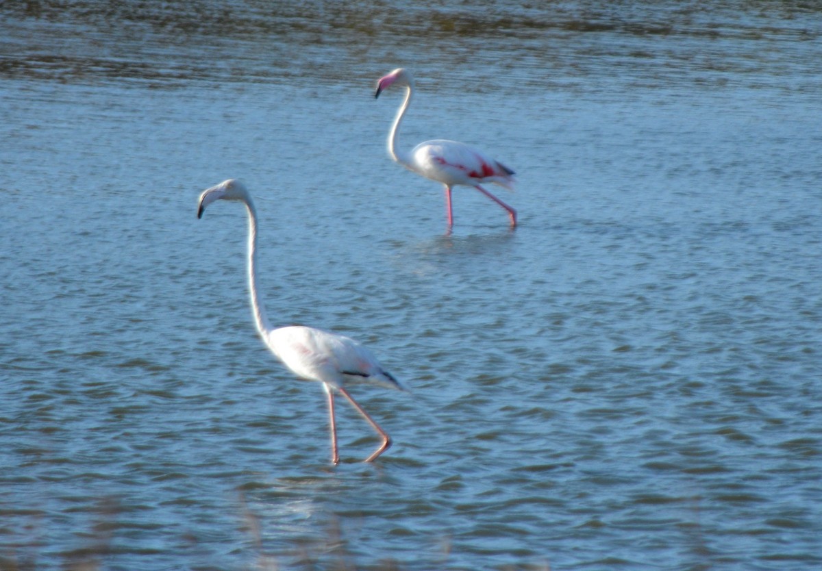 Greater Flamingo - ML605203391