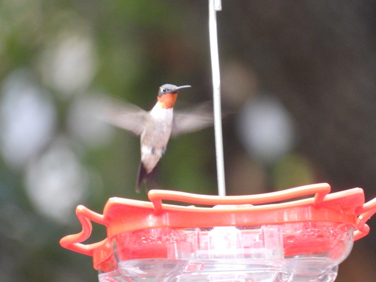 Ruby-throated Hummingbird - ML605204761