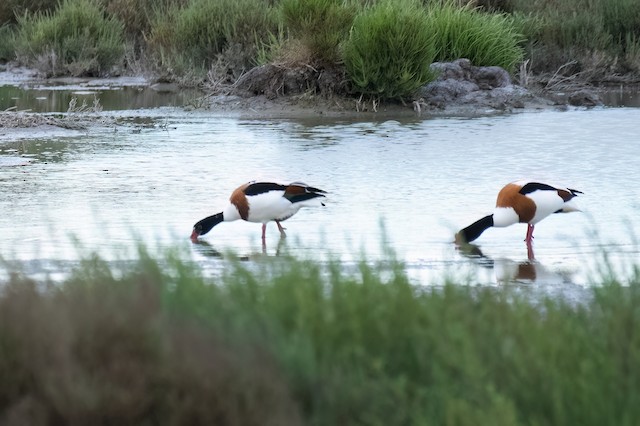 Common Shelduck