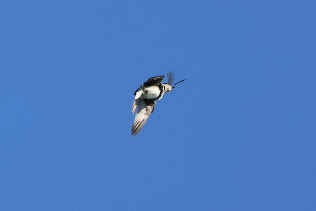 Northern Rough-winged Swallow - ML605206411