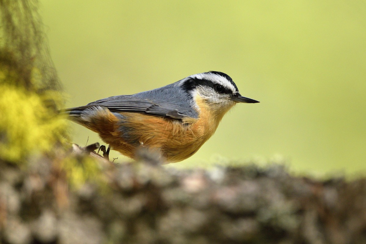 Red-breasted Nuthatch - Paul Maury