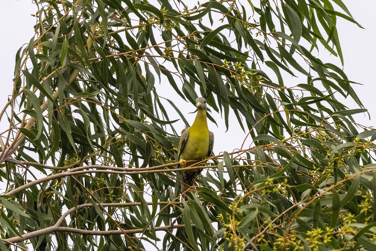 Yellow-footed Green-Pigeon - ML605207781