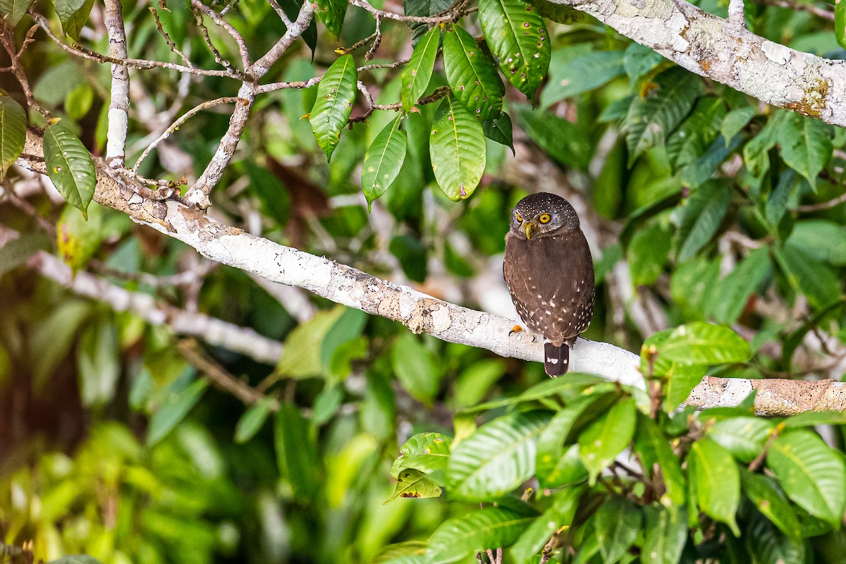 Amazonian Pygmy-Owl - ML605207941