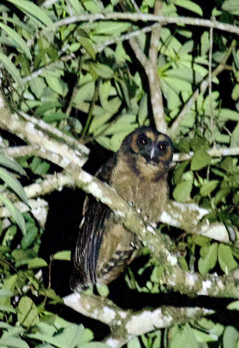 Brown Wood-Owl (Brown) - ML605208711