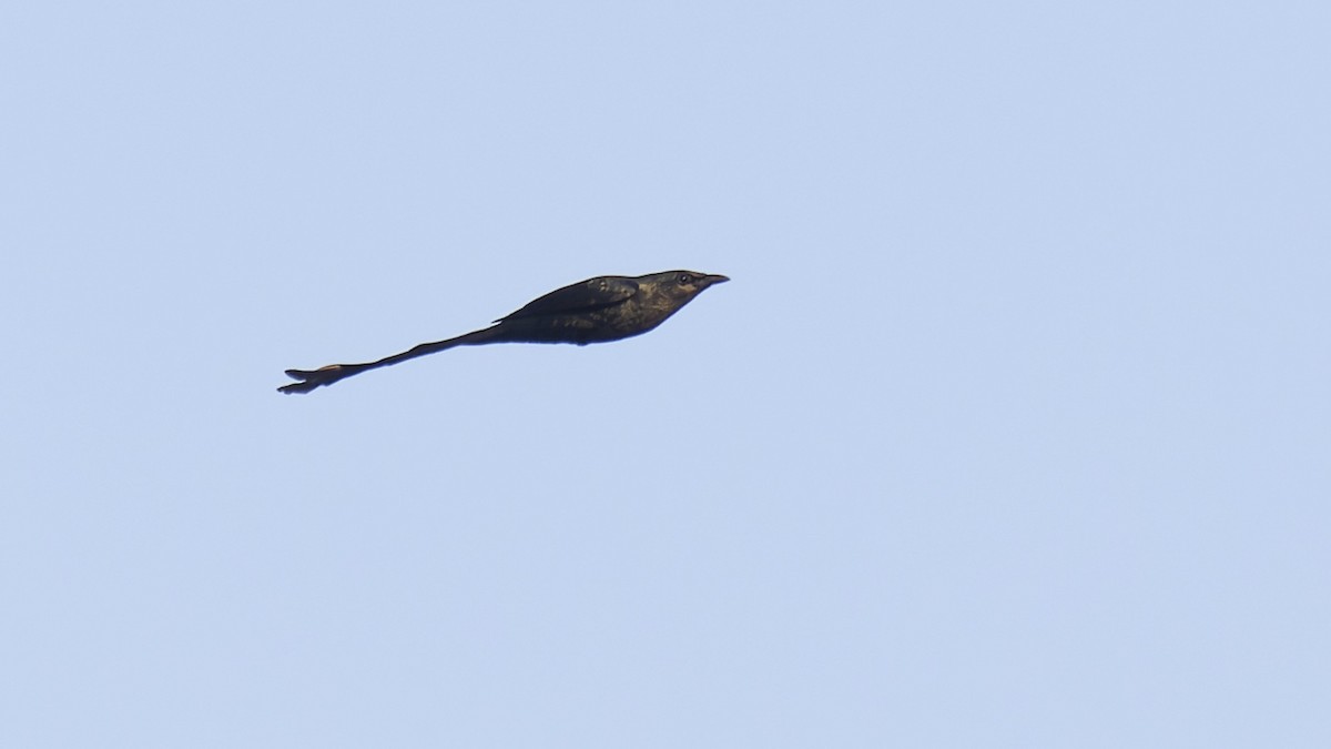 Long-tailed Starling - ML605215701