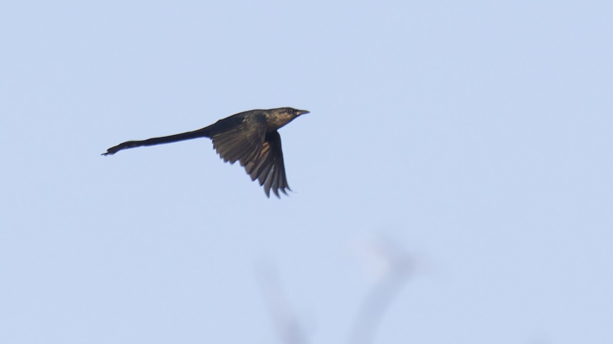 Long-tailed Starling - ML605215721