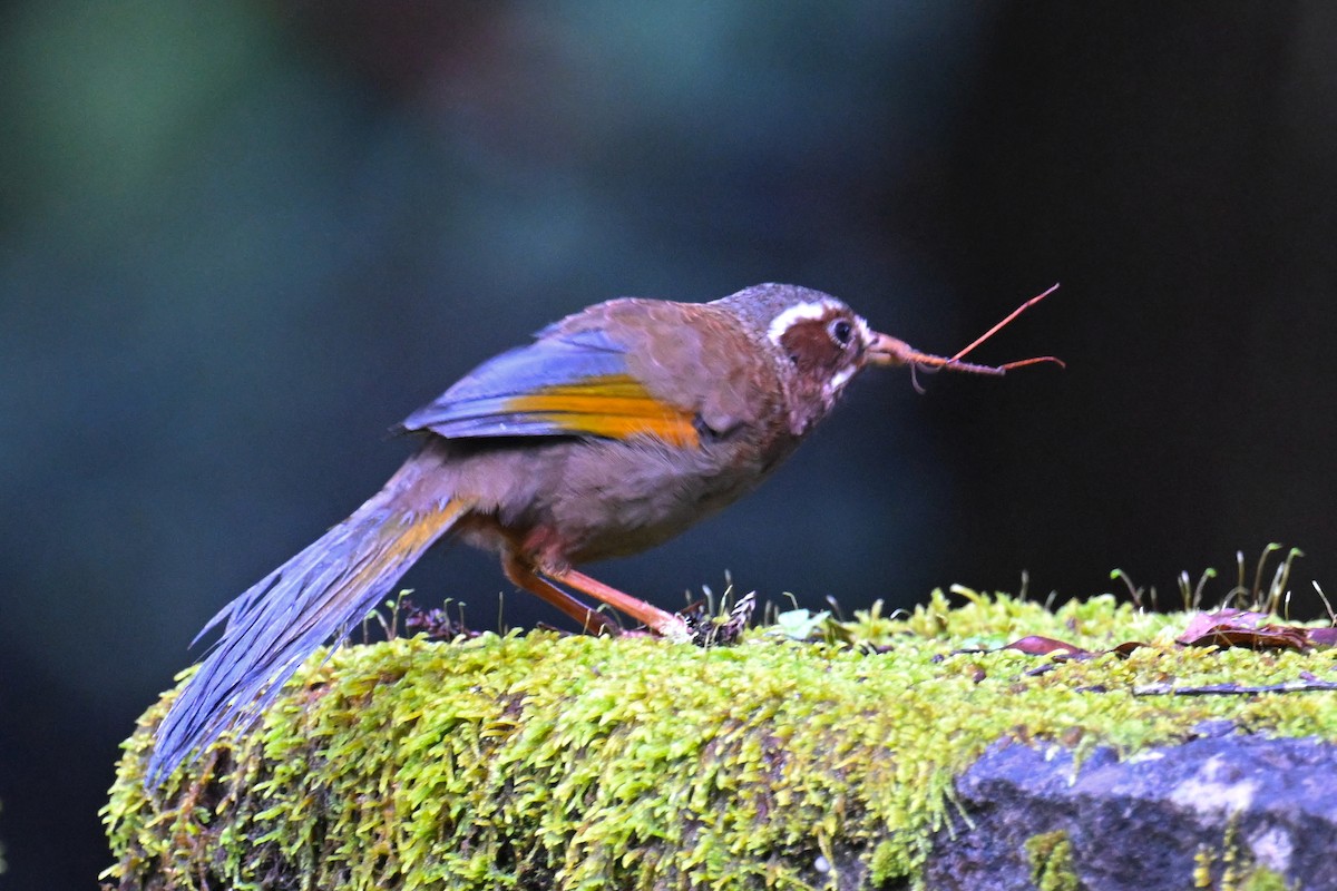 White-whiskered Laughingthrush - Ting-Wei (廷維) HUNG (洪)