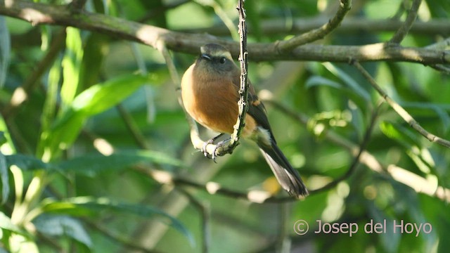 Brown-backed Chat-Tyrant - ML605217071