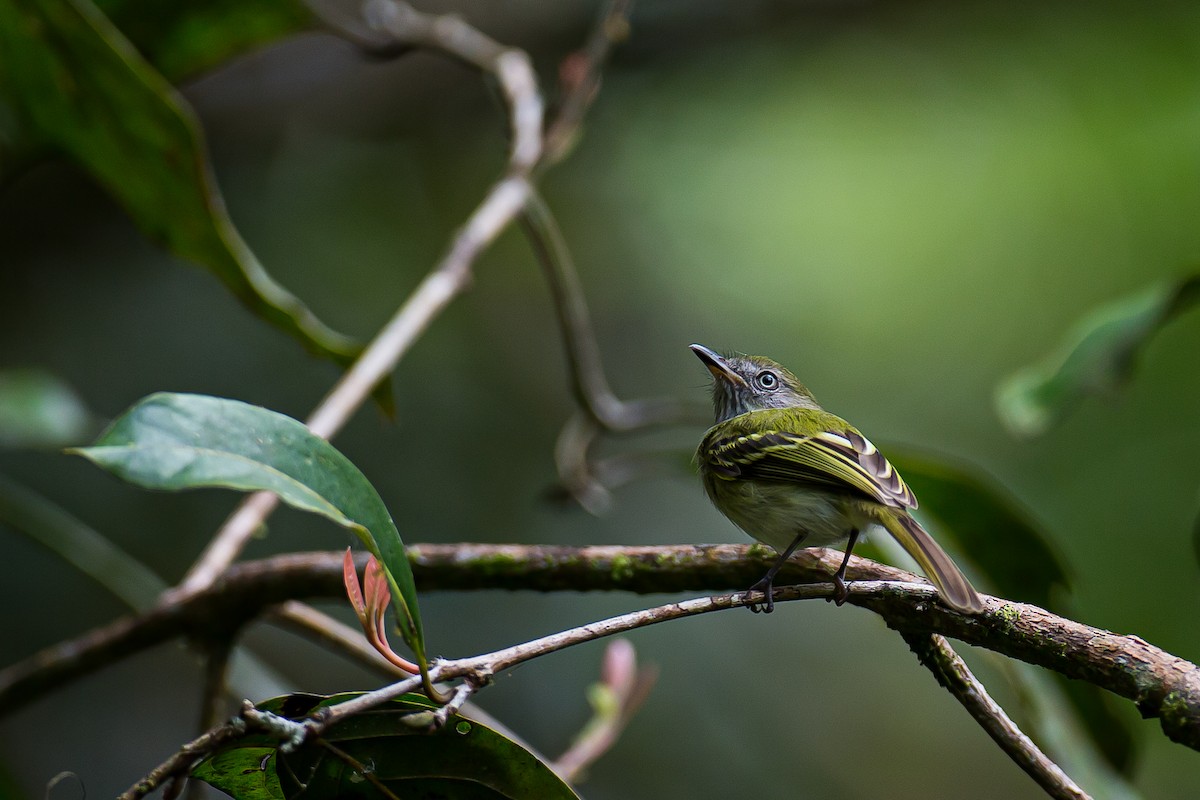 White-bellied Tody-Tyrant - Anonymous