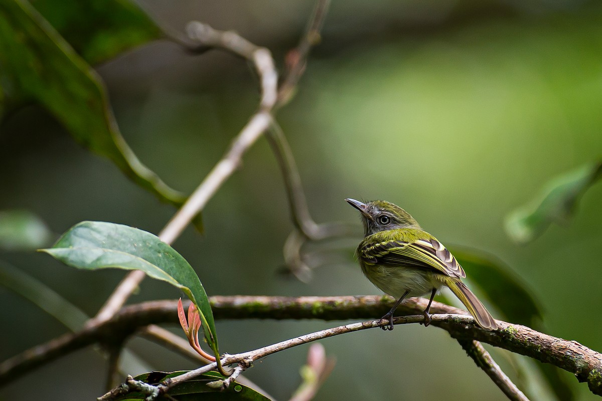 White-bellied Tody-Tyrant - Anonymous