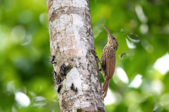 Ivory-billed Woodcreeper